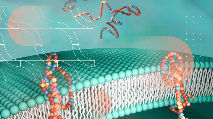Scientific illustration of a cell membrane showing proteins and molecular processes.