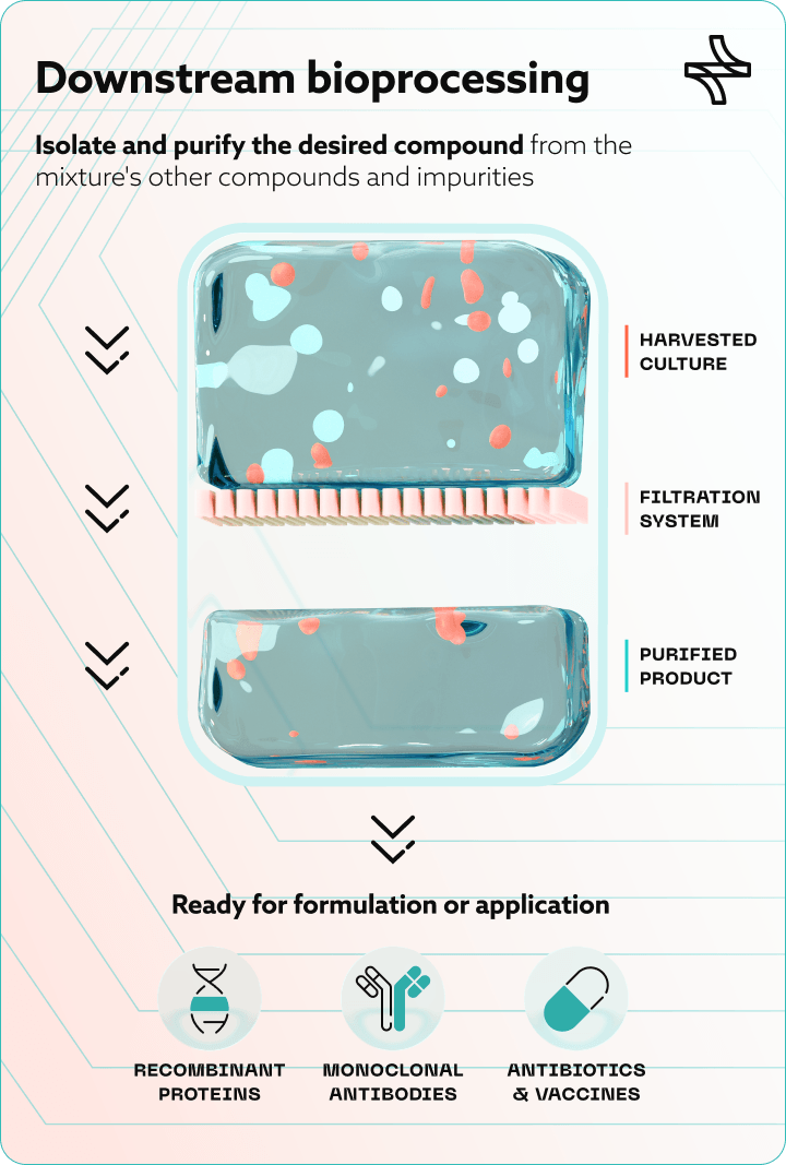 Infographic of the downstream bioprocessing workflow for recombinant proteins and antibodies — from cell culture harvest and filtration to final product purification.